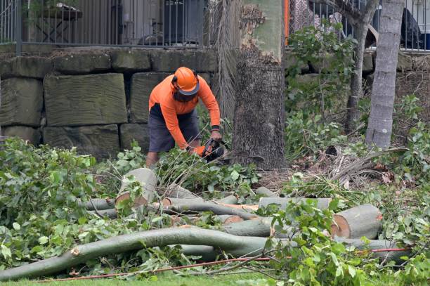 Best Dead Tree Removal  in King George, VA